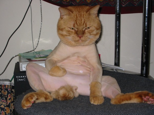 Animale - Shaved Pussy