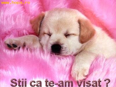 Animale - Stii ca te-am visat aseara?