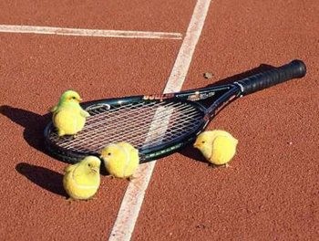 Sport - Tenis