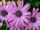 Avatare - Floricele de primavara
