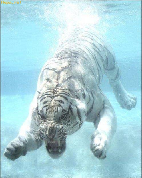 Animale - Tigru Alb