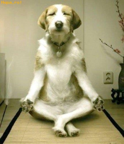 Animale - Un catel meditativ