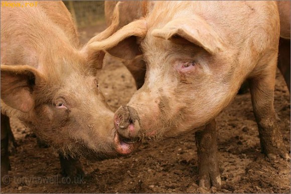 Animale - Un pupik pe botik