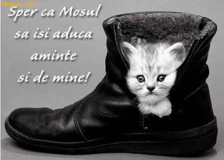 Animale - Oare vine mosul si la mine?