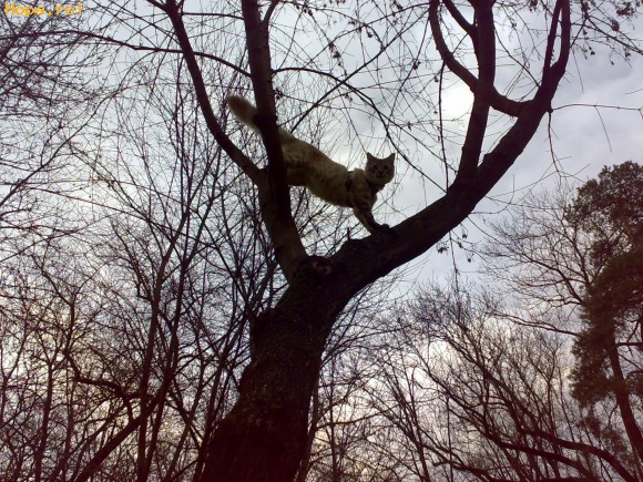 Animale - 