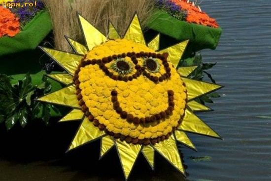 Flori - Floarea soarelui