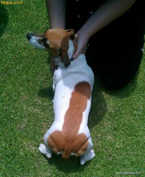 Animale - De ce toata lumea se holbeaza la blana mea...