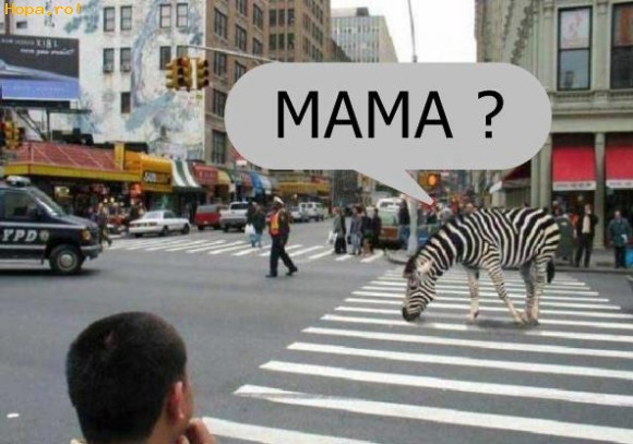 Animale - Mama zebrei