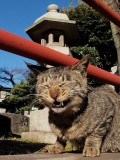 Animale - Aaaaauuuuu