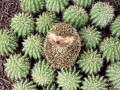 Animale - Un arici printre cactusi