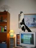 Animale - Oare ce luceste acolo?