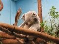 Animale - Ah ce plictiseala !