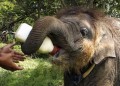 Animale - Puiul de elefant bea laptic cu biberonul ca sa creasca mare