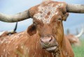 Animale - Piercing la vacuta
