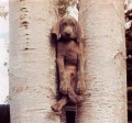 Animale - Sunt prea obosit pentru glumele voastre copii!