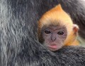 Animale - Suparat foc