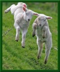 Animale - Ne jucam