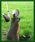 Animale - La golf