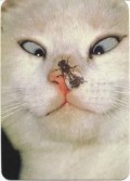 Animale - Ce e aia????