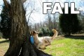 Animale - Ratare