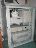 Animale - Pisica administrator