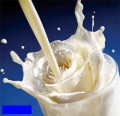 Iluzii - Trandafirul alb din lapte
