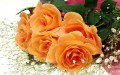 Flori - Trandafiri orange