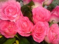 Flori - Trandafiri roz