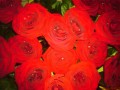 Flori - Trandafiri rosii