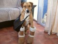 Animale - Am plecat la shopping