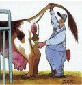 Caricaturi - Inghetata la pachet de la vaca din fund