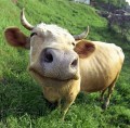 Animale - Hai la mine..stiu ca vrei !!!!