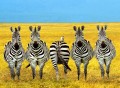 Animale - Indrazneste sa fii diferit!