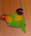 Animale - Papagali colorati