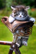 Animale - Ma ajuta si pe mine cineva???