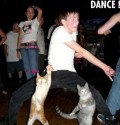 Animale - Doua pisici dansand