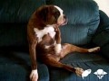 Animale - Al Bundy in versiune canina