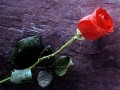 Artistice - Un trandafir