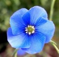 Avatare - Floare albastra