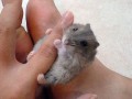 Animale - Un soricel mic