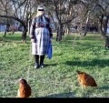 Animale - Cu gaina la pascut....