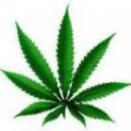Avatare - Marijuana