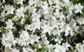 Flori - Flori albe