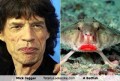 Celebritati - Asemanare: Mick Jagger si Pestele Liliac