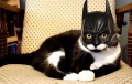 Animale - Pisica batman