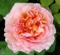 Flori - Trandafir