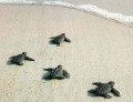 Animale - Inca o saptamana si ajungem in mare :)
