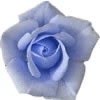 Avatare - Blue rose