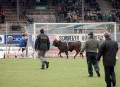 Animale - Vaca pe terenul de fotbal