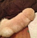 Animale - Ce animal este in poza?